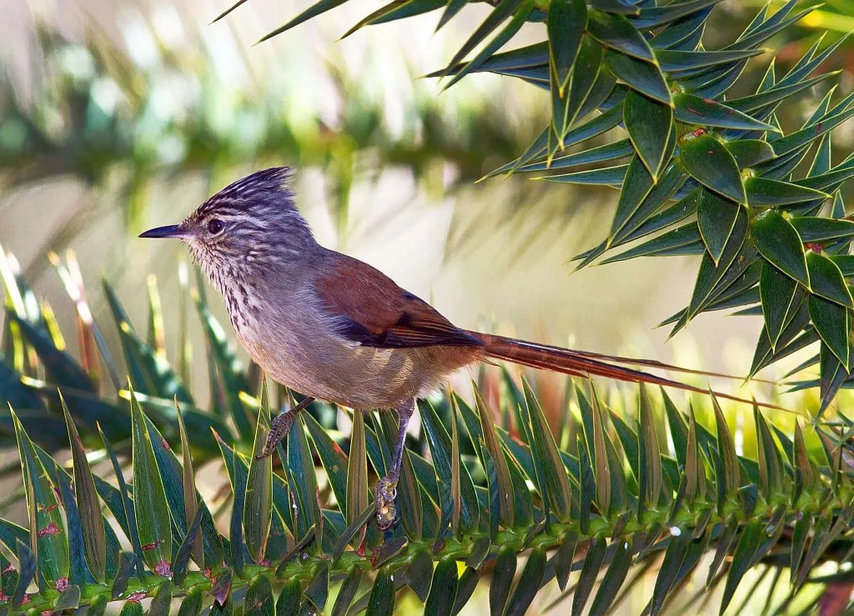 Grimpeirinho pousado num galho de Araucária