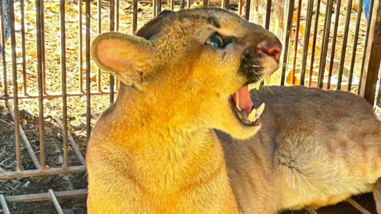Onça capturada em Marialva, Paraná.