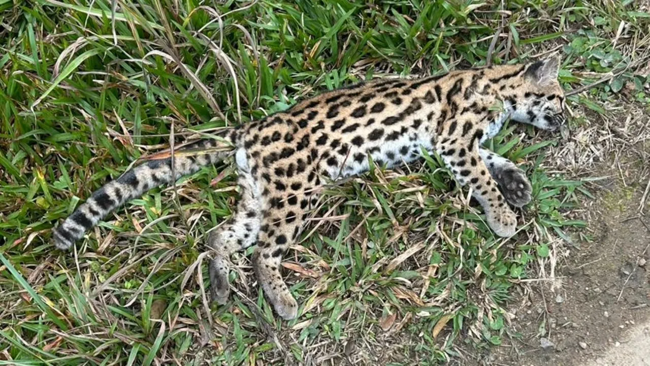 Gato-do-mato é atropelado na RMC.