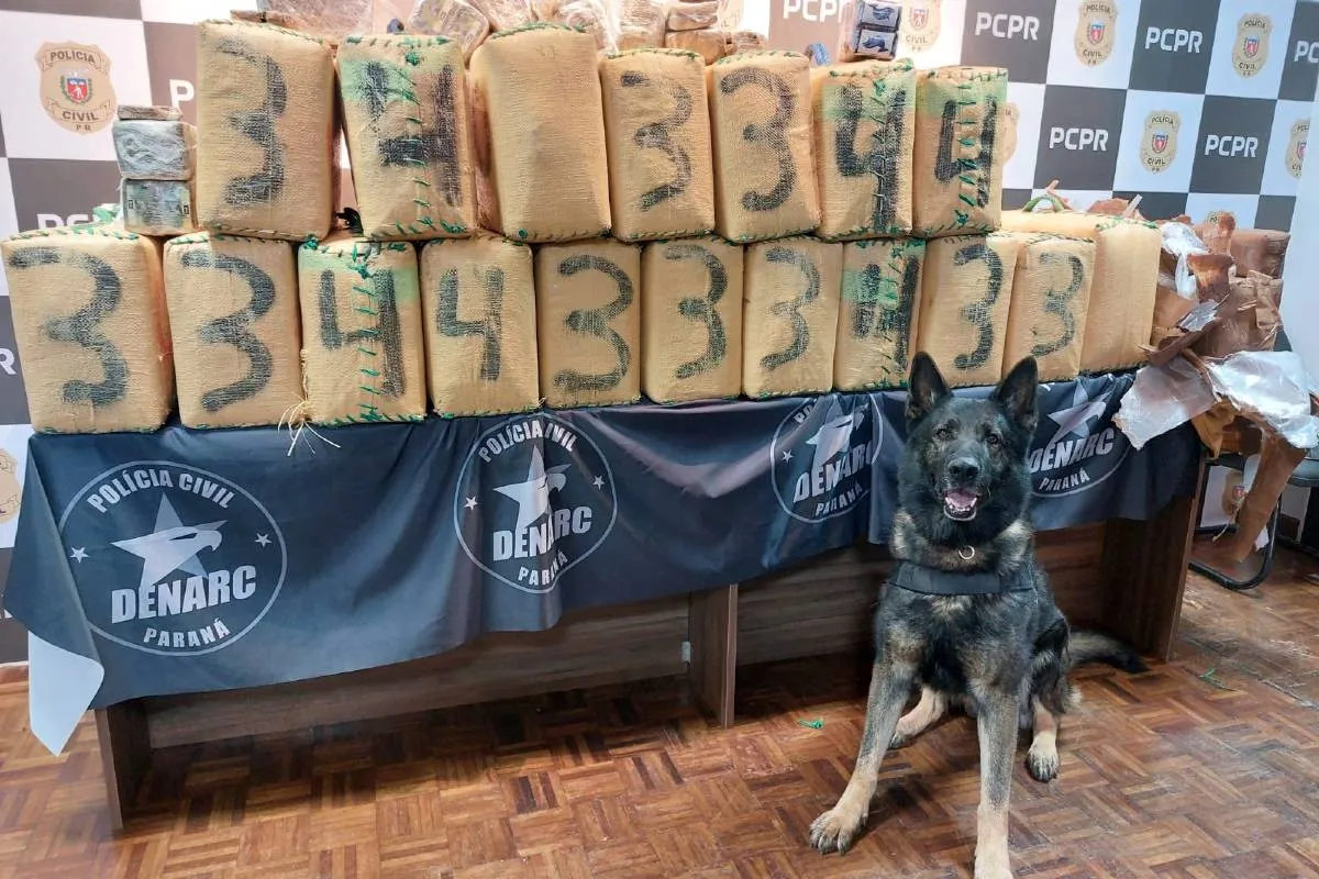 Imagem mostra um cachorro especialista em achar droga em frente a um carregamento avaliado em R$ 50 milhões.