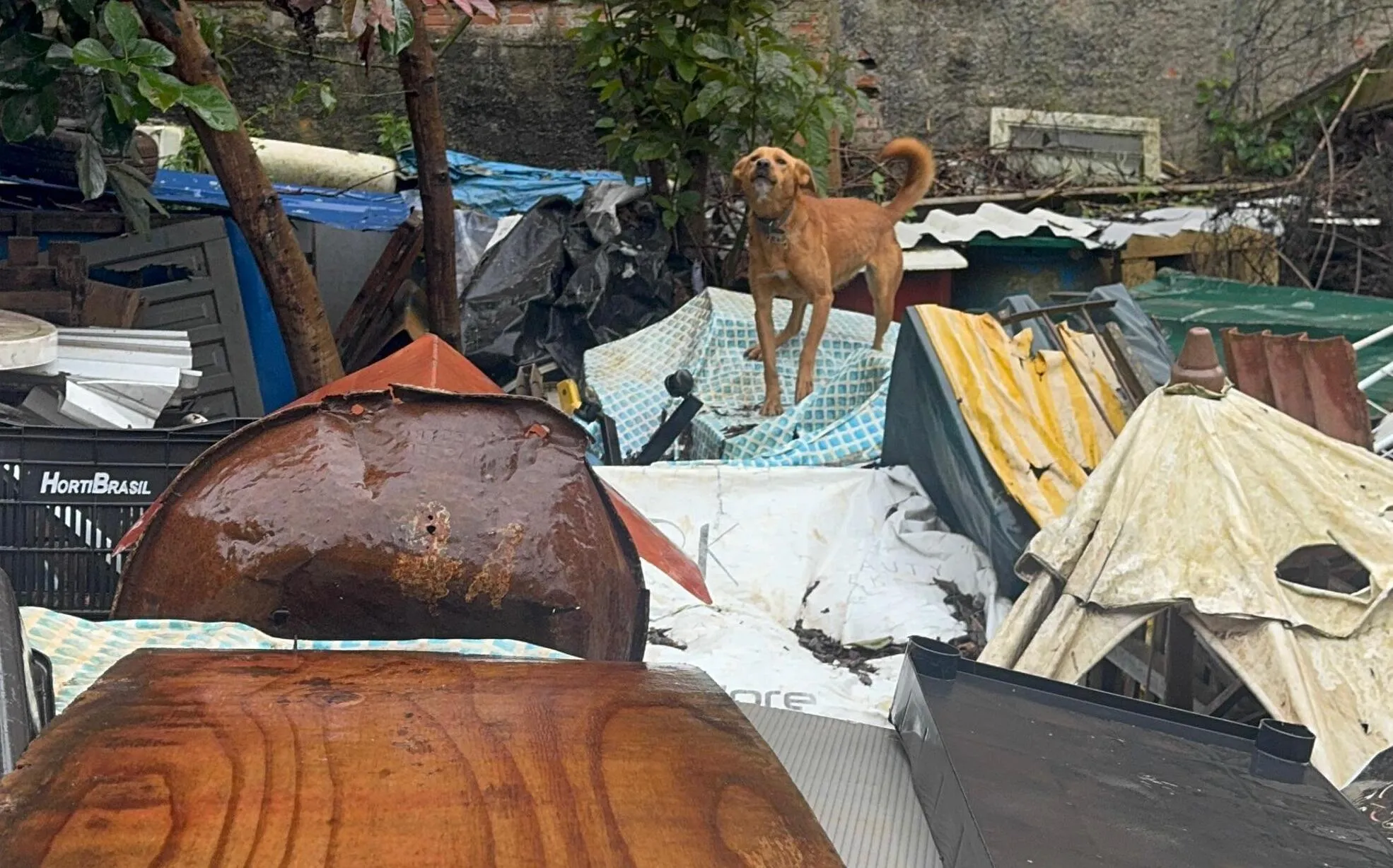 Cães resgatados de acumuladora