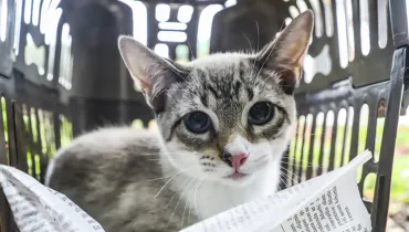 Castração de cães e gatos em Curitiba