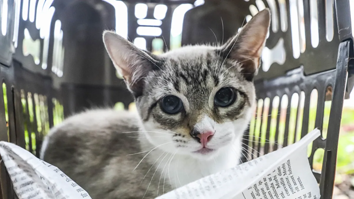 Castração de cães e gatos em Curitiba