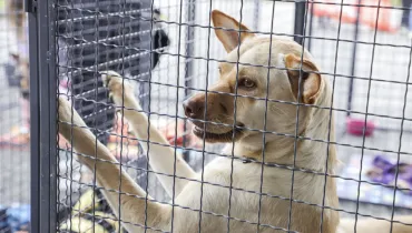 Evento de adoção em cachorro em Curitiba