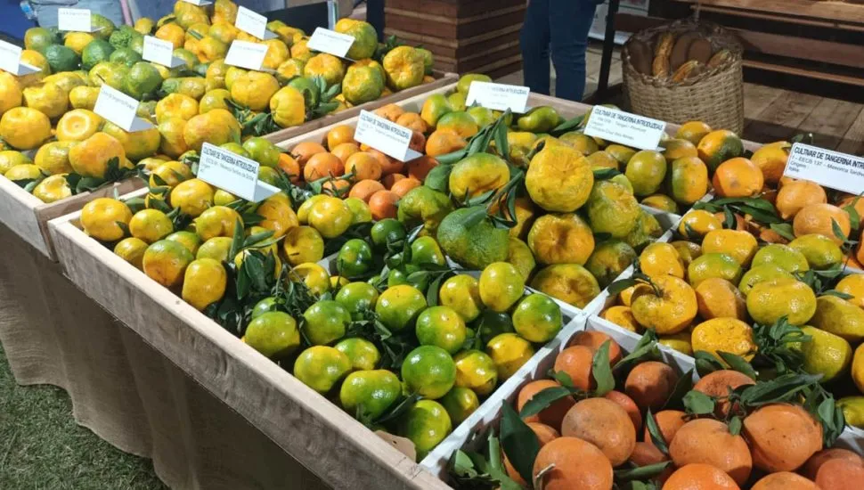 Festa da Ponkan 2025 em Cerro Azul