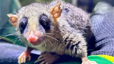 capa web animais exoticos ponte