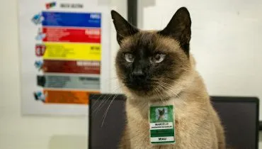 Gato Marcelo é 'funcionário' em Porto de Paranaguá