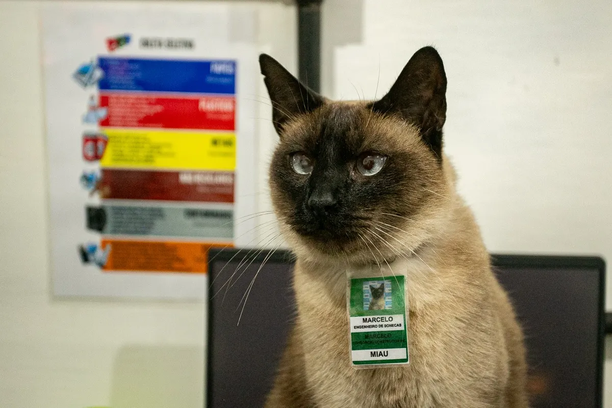 Gato Marcelo é 'funcionário' em Porto de Paranaguá