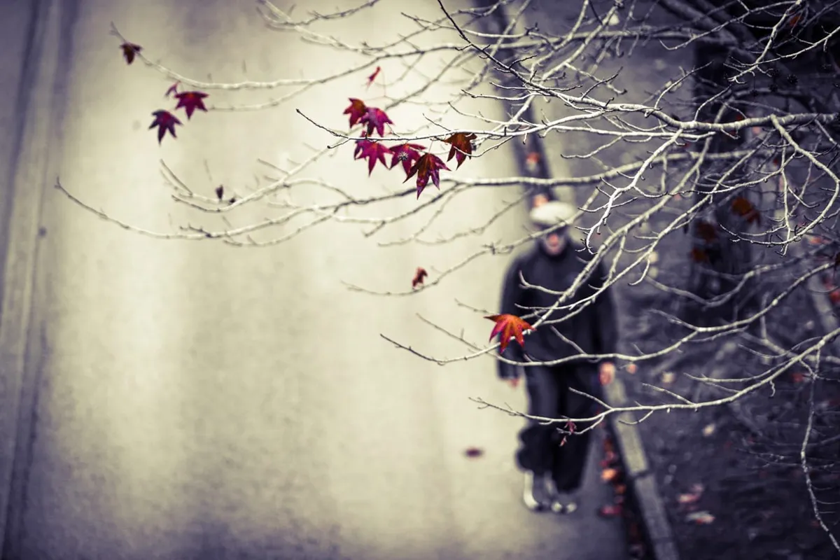 Perto do inverno, folhas da Rua do Outono já caíram