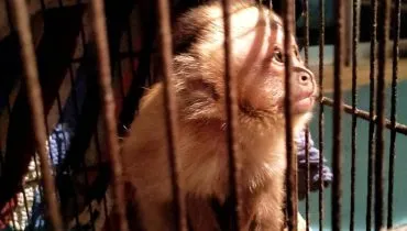 Imagem mostra um macaco em uma gaiola