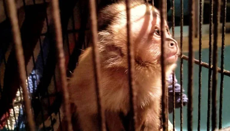 Imagem mostra um macaco em uma gaiola