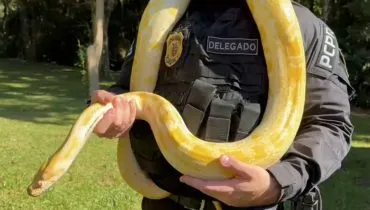 Imagem mostra um delegado segurando uma cobra amarela.
