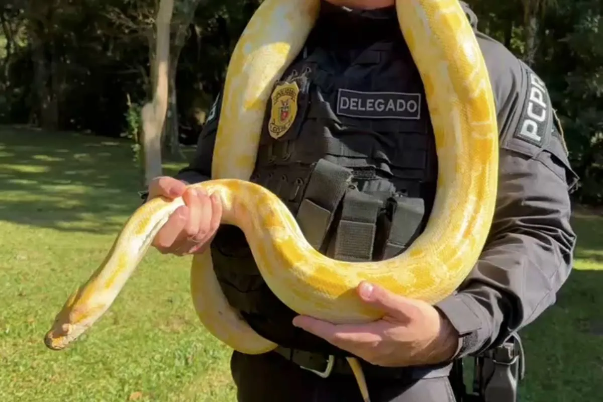 Imagem mostra um delegado segurando uma cobra amarela.