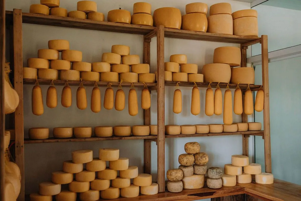 Queijo colonial do Sudoeste do Paraná