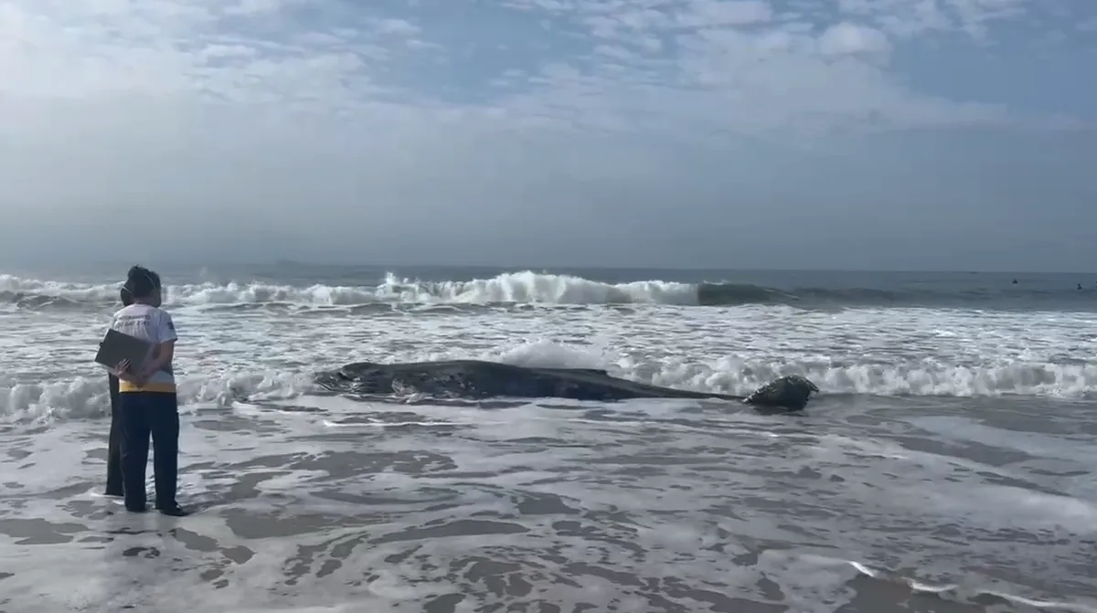Baleia-jubarte é encontrada encalhada no litoral do Paraná