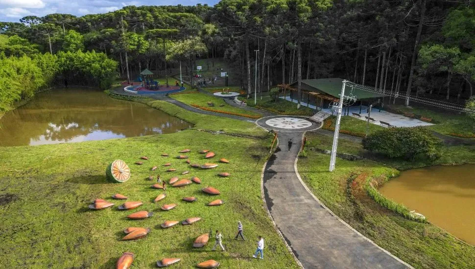 Imagem mostra pinhões gigantes em um parque de Curitiba chamado Pinhal de Santana