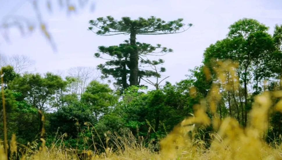 Foto da araucária gigante, que caiu após vendaval