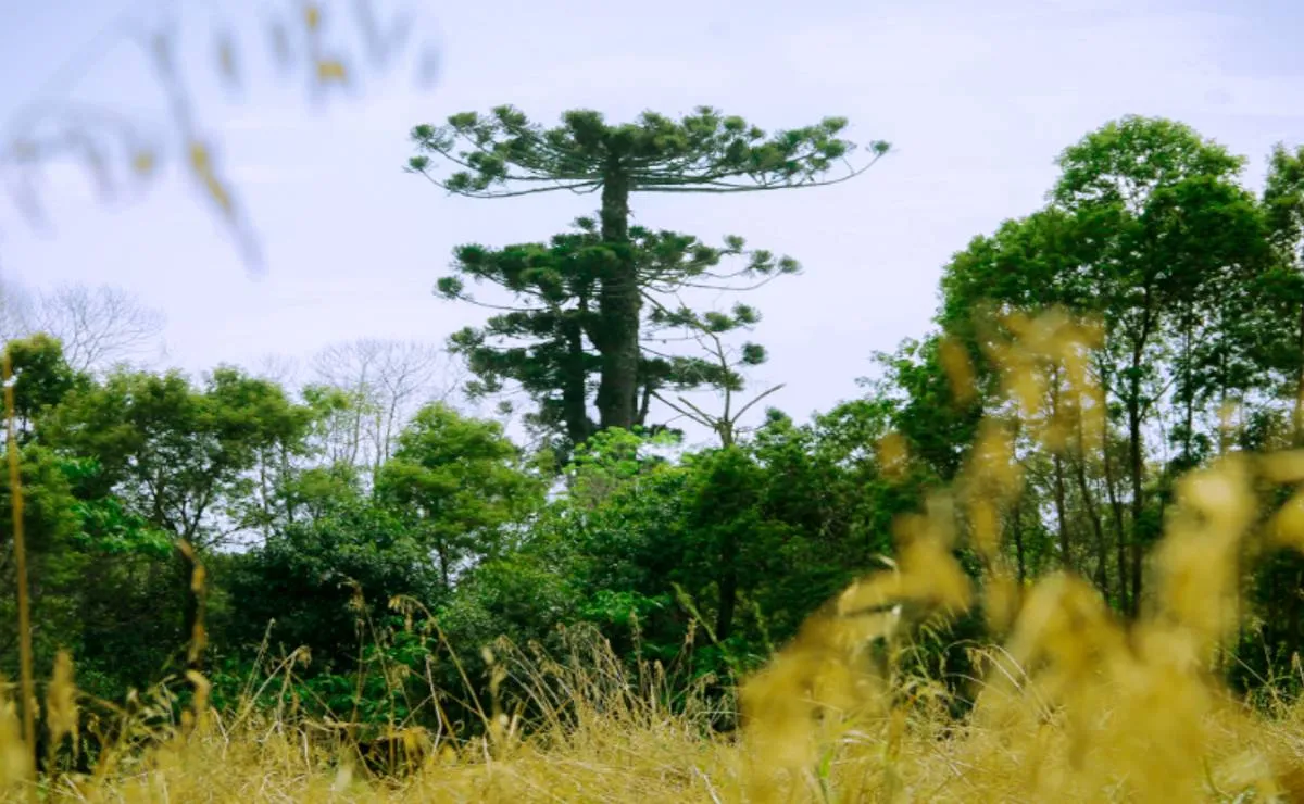 Foto da araucária gigante, que caiu após vendaval
