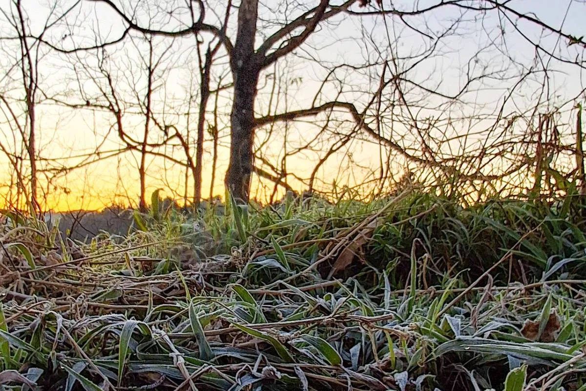 Imagem mostra uma árvore seca com geada no gramado.
