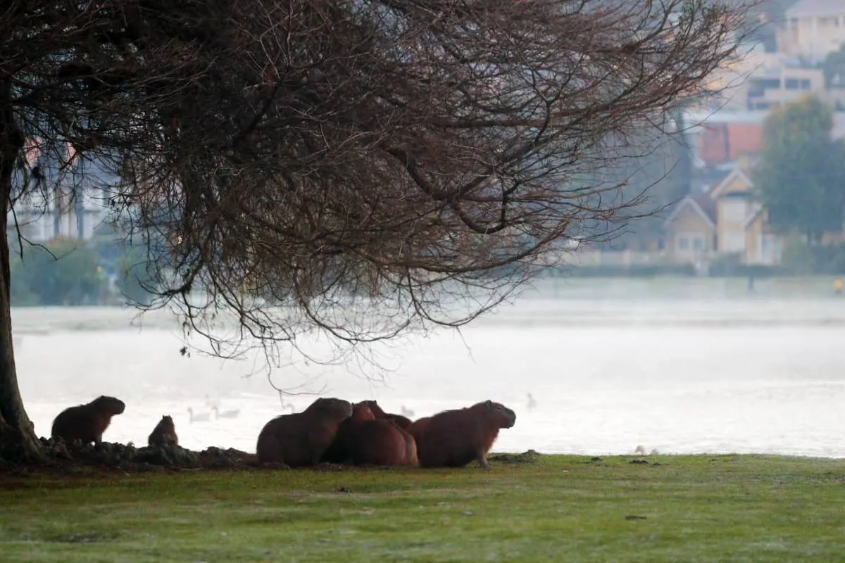 Imagem mostra registros de Geada em Curitiba, no Parque Barigui.
