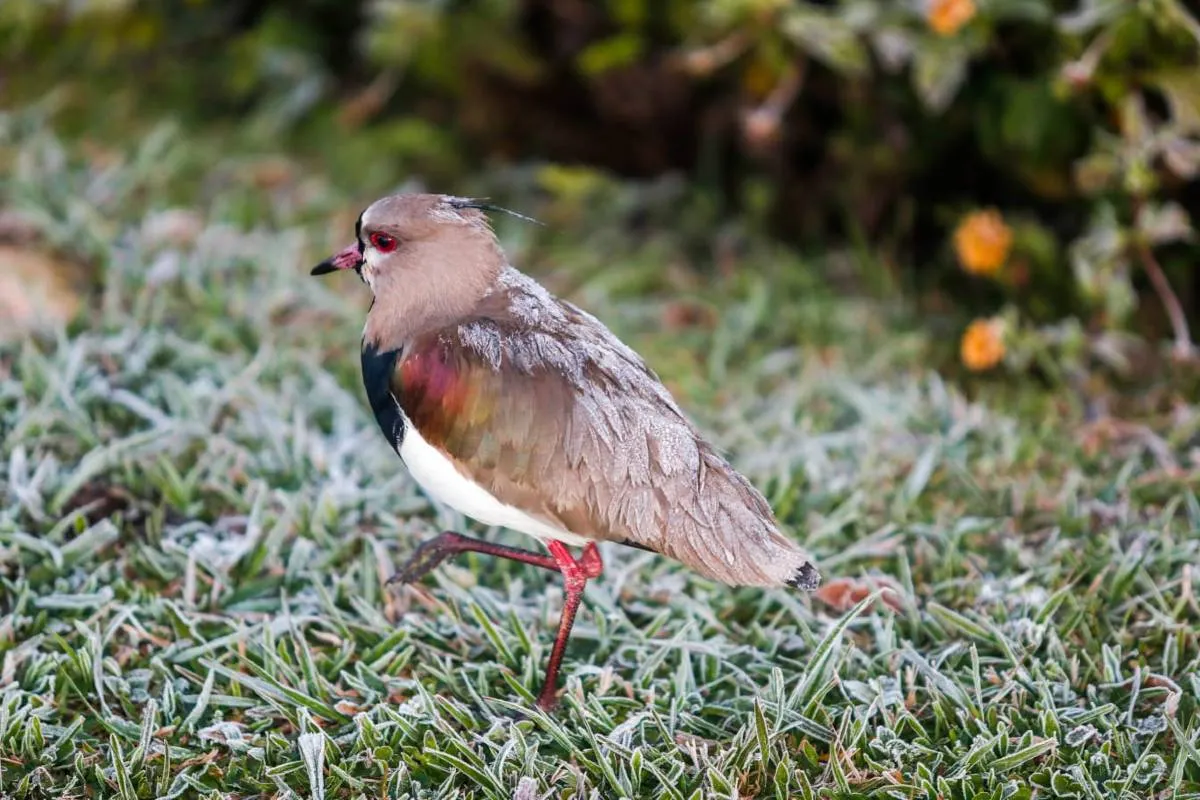 Imagem mostra registros de Geada em Curitiba, no Parque Barigui.