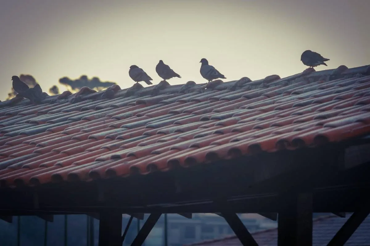 Imagem mostra registros de Geada em Curitiba, no Parque Barigui.