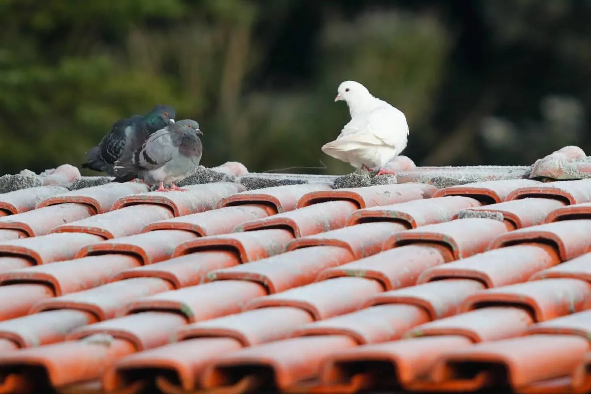 Imagem mostra registros de Geada em Curitiba, no Parque Barigui.