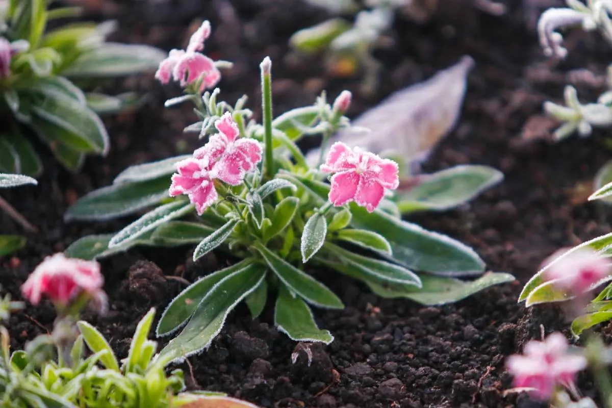 Imagem mostra registros de Geada em Curitiba, no Parque Barigui.