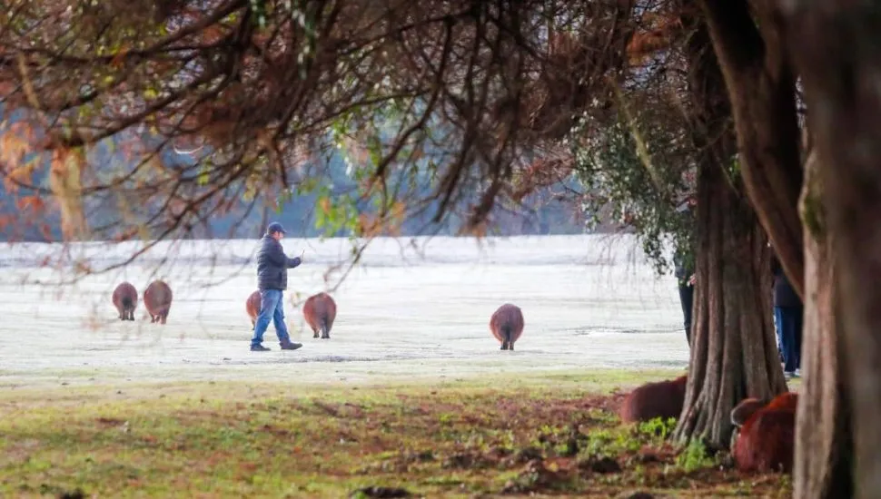 Imagem mostra registros de Geada em Curitiba, no Parque Barigui.