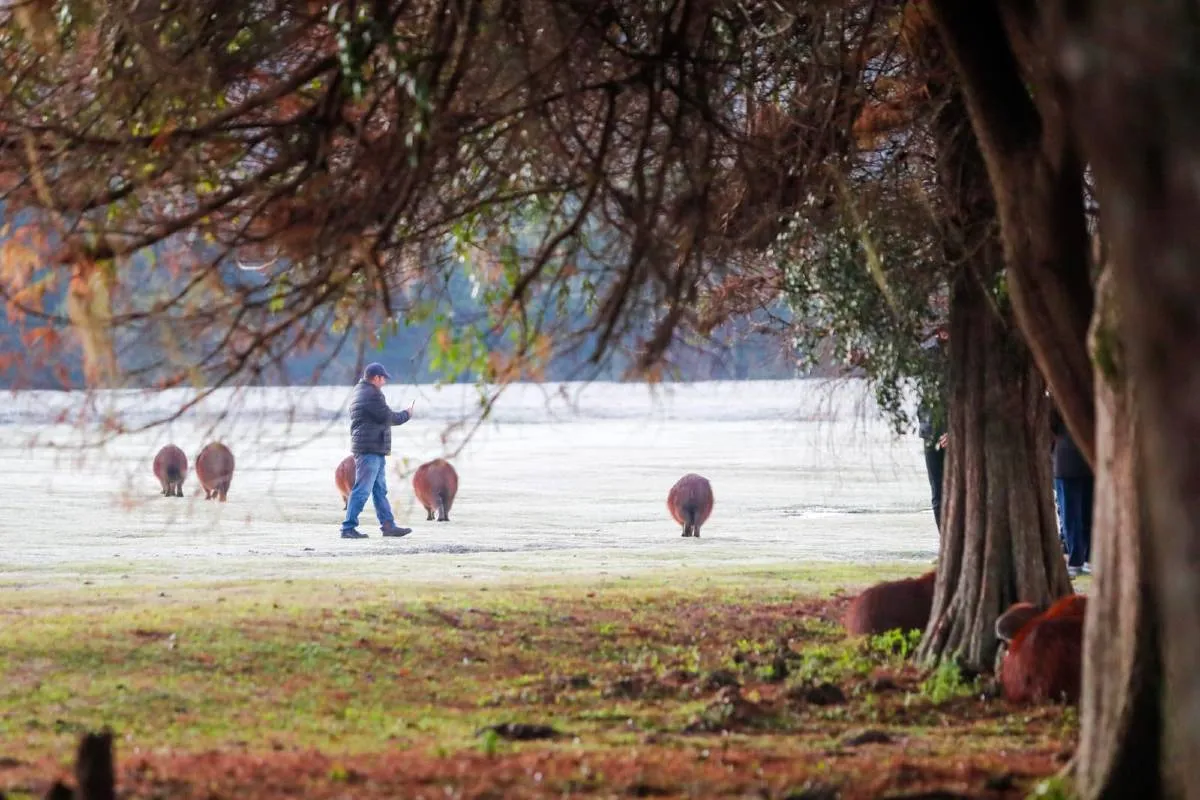 Imagem mostra registros de Geada em Curitiba, no Parque Barigui.