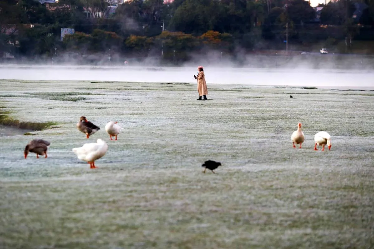 Imagem mostra registros de Geada em Curitiba, no Parque Barigui.