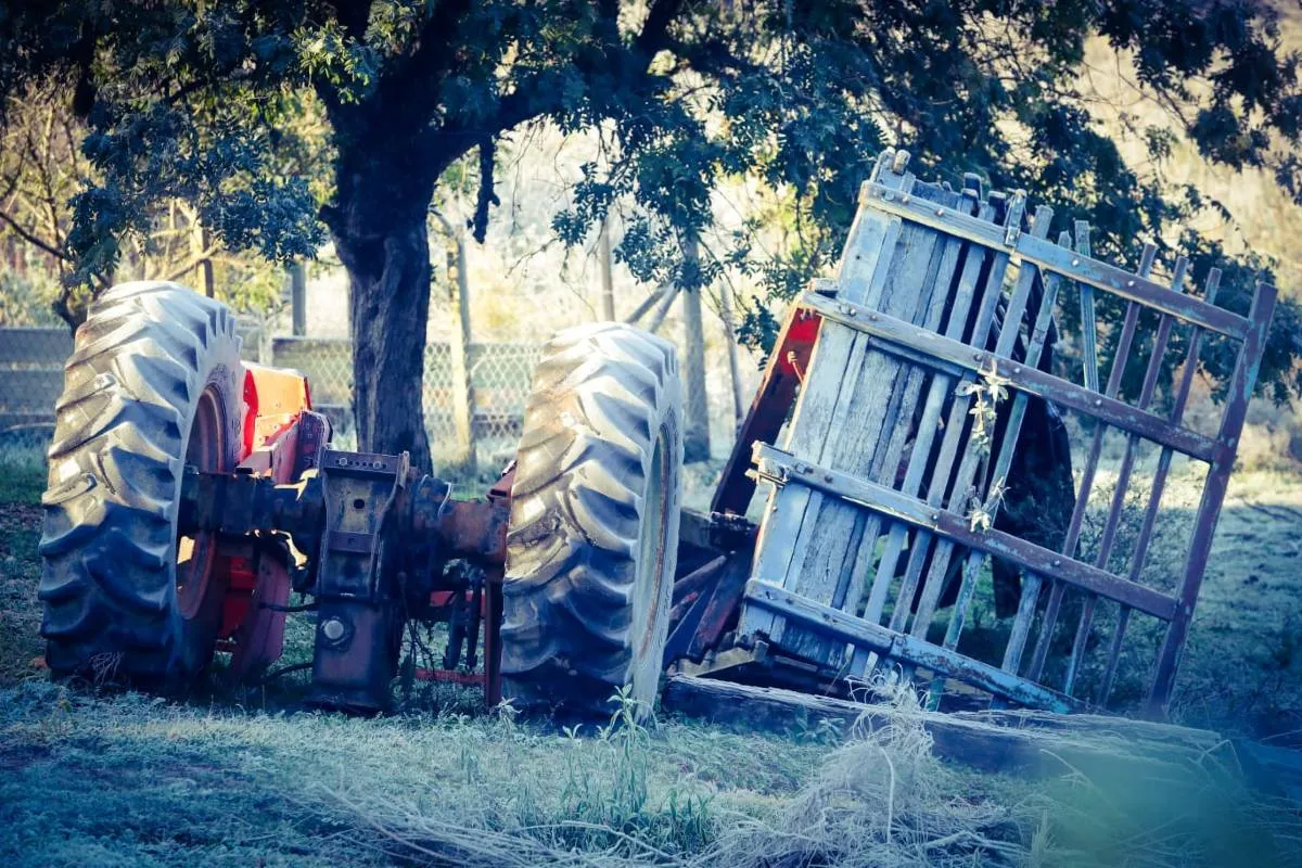 Imagem mostra registros de Geada em Curitiba, no Parque Barigui.
