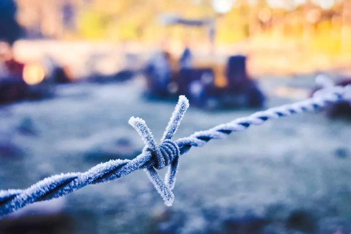 Imagem mostra registros de Geada em Curitiba, no Parque Barigui.