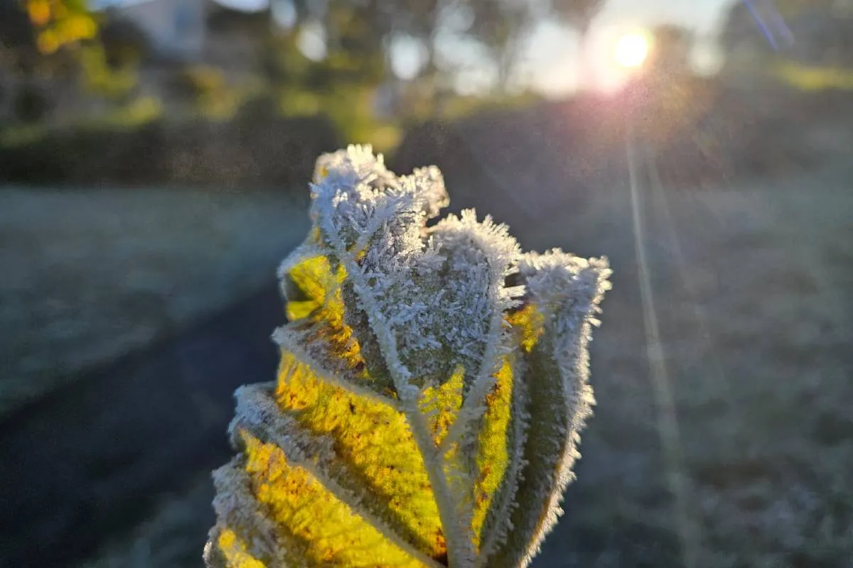 Imagem mostra registros de Geada em Curitiba, no Parque Barigui.