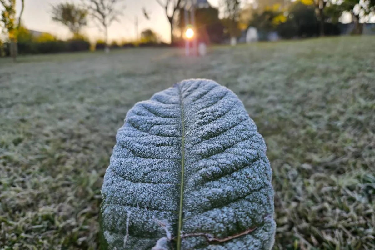 Imagem mostra registros de Geada em Curitiba, no Parque Barigui.