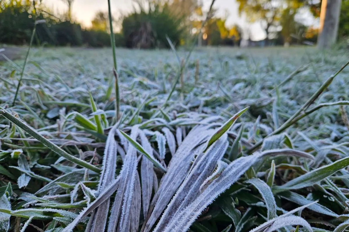 Imagem mostra registros de Geada em Curitiba, no Parque Barigui.