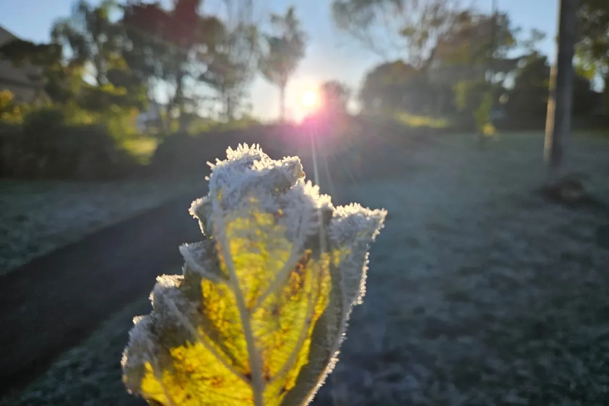 Imagem mostra registros de Geada em Curitiba, no Parque Barigui.