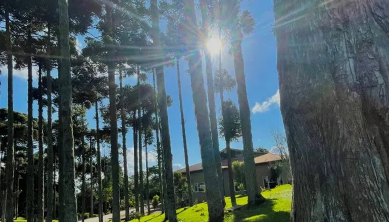 Imagem mostra pinheiros com sol ao fundo.