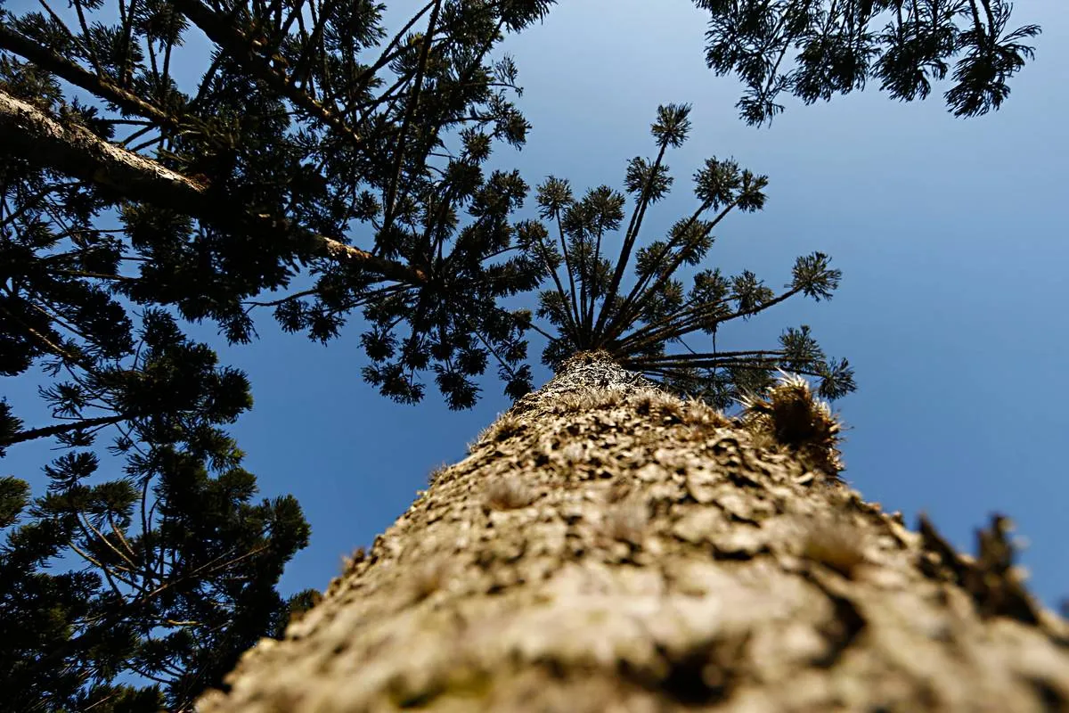 Imagem mostra um pinheiro em uma perspectiva diferente: do tronco para a copa.
