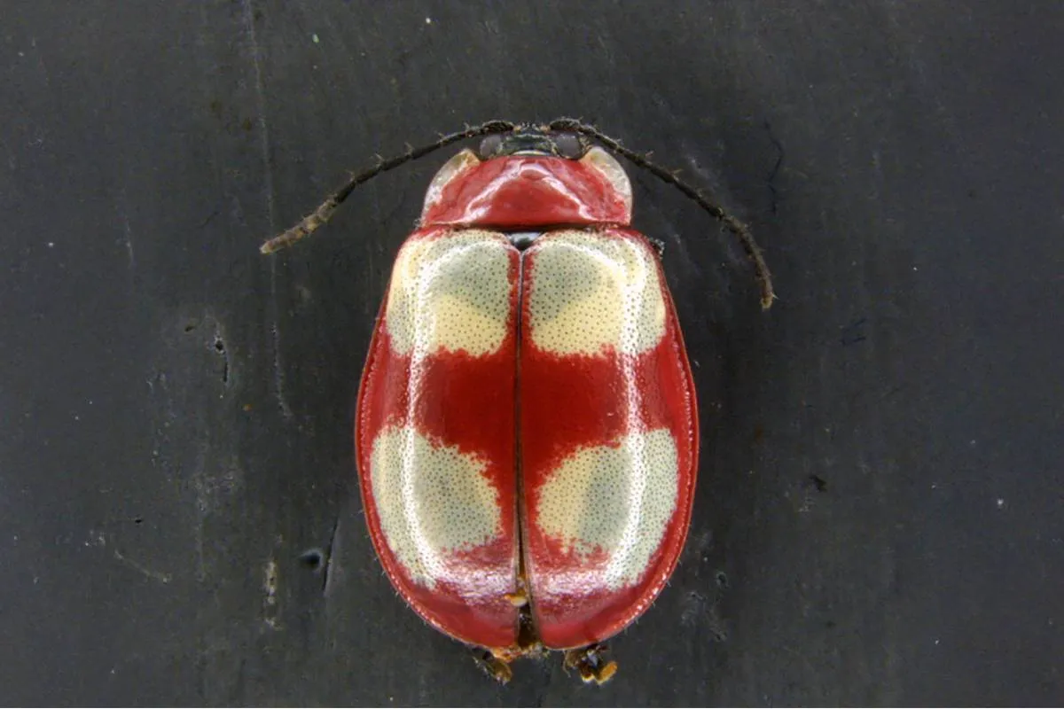 Imagem mostra um besouro vermelho com quatro manchas brancas.