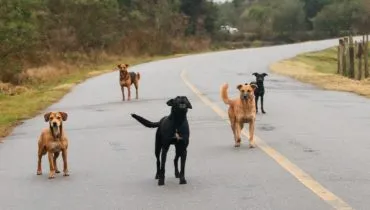 Mais de 100 cães são abandonados na região do zoo de Curitiba.