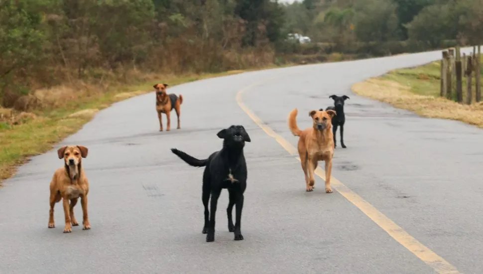 Mais de 100 cães são abandonados na região do zoo de Curitiba.