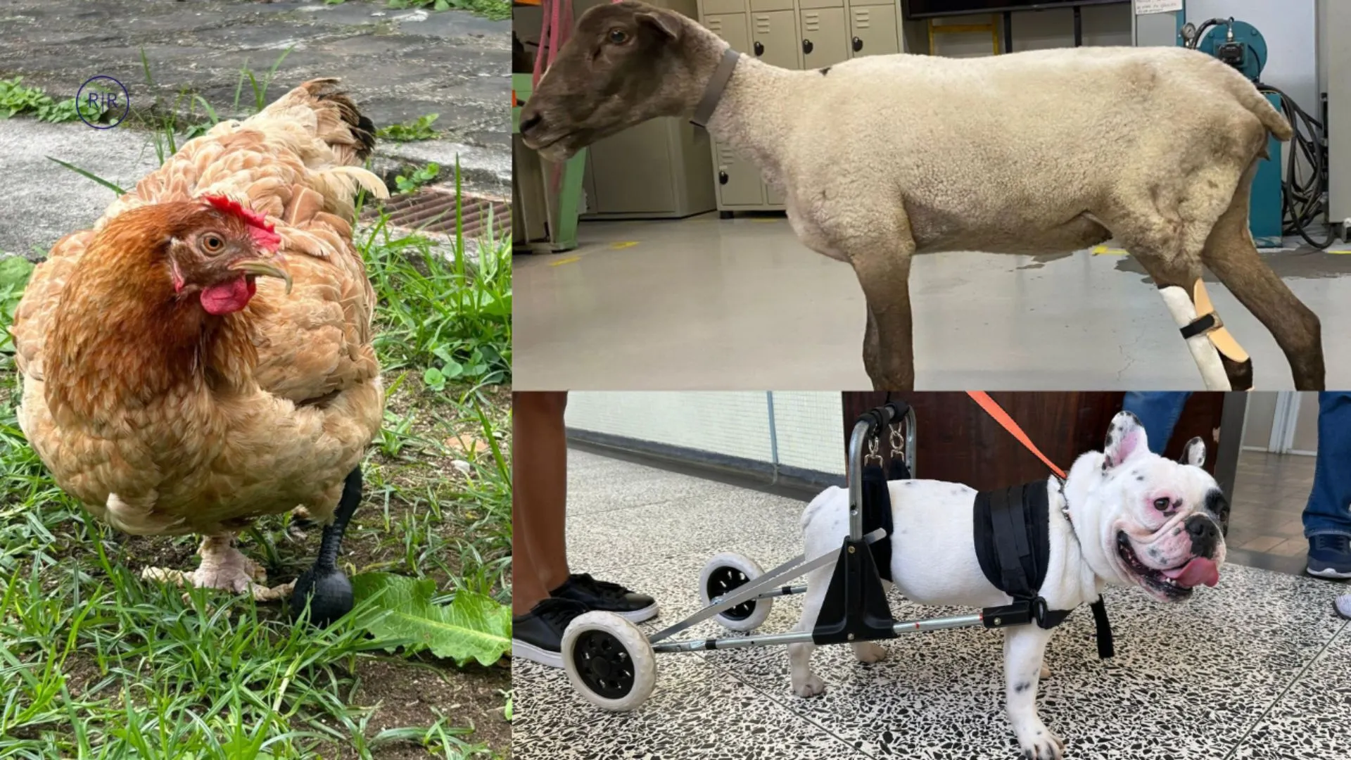 Animais com deficiência