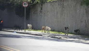 Cachorros abandonados em ruas de Curitiba