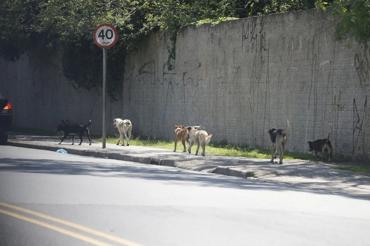 Cachorros abandonados em ruas de Curitiba