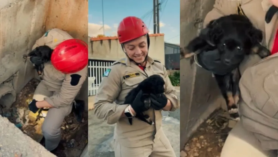 Filhote é resgatado em bueiro