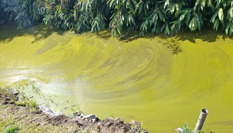 Lago do Parque Bacacheri fica verde