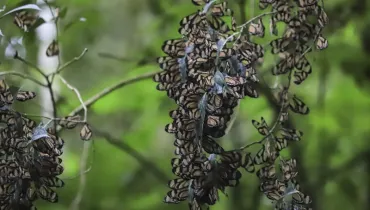 Aglomeração de borboletas observada na Grande Curitiba