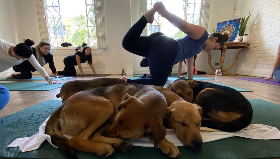 Yoga com cachorro em Curitiba