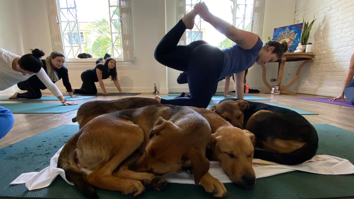 Yoga com cachorro em Curitiba